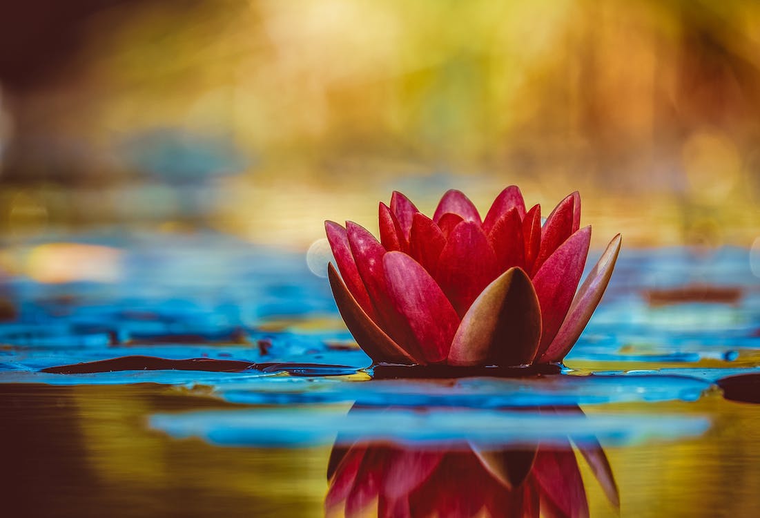 lotus1